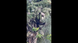 Bear Cubs Wait for Mom in Tree