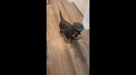 Roman the Dinosaur Dachshund