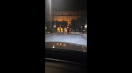 Pigeon calmly blocks traffic in Milan, Italy