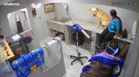 Dog Client Gets Too Friendly With Staff