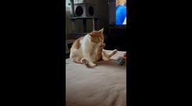 Cat Named Baloney Grooms Tail Suggestively