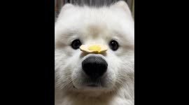 Smart Samoyed dog balances toy egg in Beijing, China