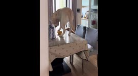 Playful dog slips while stealing food in Shanghai, China