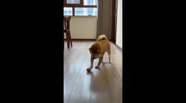 Shiba dog curiously plays with an egg in Jiangsu, China