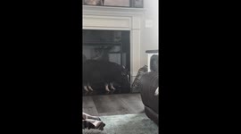 Pet pig tips over lantern in North Carolina, USA