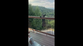 Cub climbs deck as mother bear roams in Pigeon Forge, Tennessee