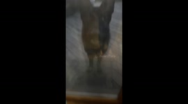 Goofy dog sneaks rocks inside home in Oak Forest, Illinois