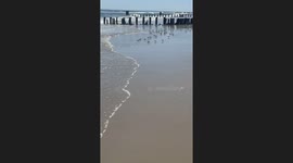 Flocks of birds run from waves in Brooklyn, New York, USA