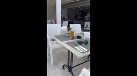 Cat enjoys a stolen tuna salad lunch in Side, Turkey