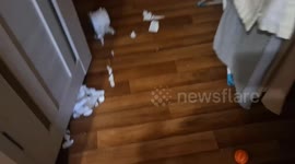 Cat shreds toilet paper then calmly uses her litter tray in Ust-Ilimsk, Russia