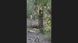 Forest tour mishap in Normandy, France