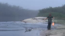 Hunter harpoons giant gator and racks up 40m views