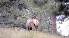 A 6x6 Rocky Mountain bull elk bugling will heard his  harems.