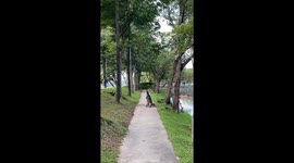 Monitor lizards spotted cuddling by the riverside in Salaya, Thailand