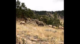 A rocky mountain 6x6 bull elk bugling heading his harems