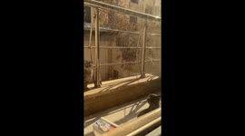 Curious cat peeks into camera in Barcelona, Spain