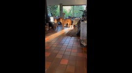 Slick Pup Runs Underneath Another