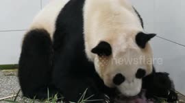 China: Shanghai welcomes newborn giant panda twins