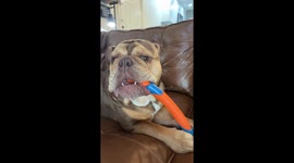 Bulldog Totally Lost in the Sauce