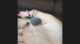 Large Garden Orb spider crawling on my hand. I saved this one from the laundry line in the morning and moved her to a better location.