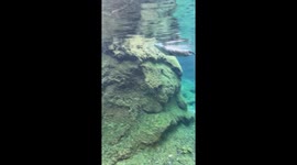 Otter aura farming at Fort Worth Zoo charms TikTok — 5.8M views and counting