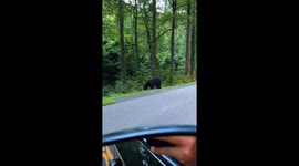 Bear Wants to Play Fetch