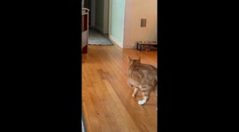 Clever Cat Turns on Light Switch