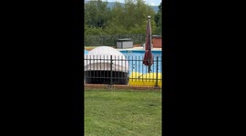 Deer Jumps in a Pool
