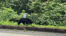 Japan: Bear Sightings Surge Across Country, Fatalities Reported 2