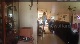 US: Deputies Rescue Wild Boar That Crashed Through Lehigh Acres Home