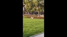 Campus Chaos: Dog Pursues Goose in Unexpected Chase