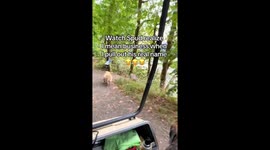 Spud the golden answers to his government name 'Spudlium Fancybottom' in style — Viral TikTok dog moment hits 3.5M views