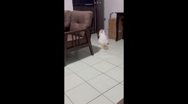 Clever cat perches on door to escape playful sibling