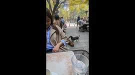 Playful pup nibbles companion's ear in hilarious attempt to grab its attention