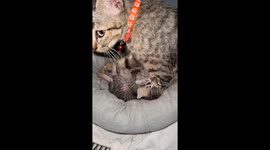Mother cat grooms kitten while it nurses