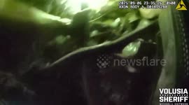 Volusia K9 Gator Encounters Bear While Tracking Battery Suspect