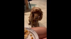 Hungry dog patiently waits for sandwich in Pitsidia, Crete, Greece
