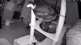 Cat condo collapses on bed in Bangkok, Thailand