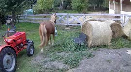 Horse detaches fence door while chasing another horse in Babice, Poland