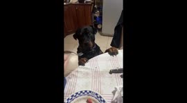 Dog joins family mealtime in Las Varillas, Argentina