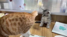 Kitten playfully attacks mother cat’s tail in Hebei, China