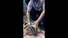 Vietnamese 'smuggler caught with poached African rhino horns' at Thai airport