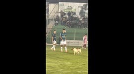 Firulais Joins Futbol Match