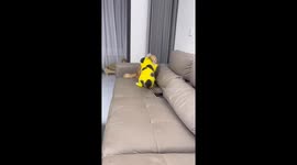 Cats playfully fight on couch in Shanxi, China