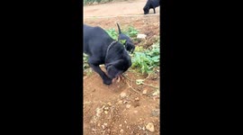 Dogs dig up and eat sweet potatoes in Henan, China