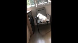 Curious dog peeks out window after loud shouting in Zhejiang, China