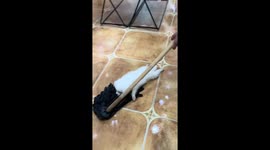 Dog playfully clings to mop during floor cleaning in Shandong, China