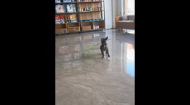 Dog twirls fly swatter stick in Jilin, China