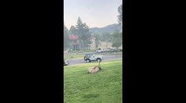 Elk spotted bugling at Mammoth Hot Springs in Wyoming, USA