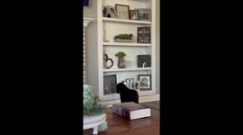 Dog mourns late sister while looking at painting in  Indiana, USA